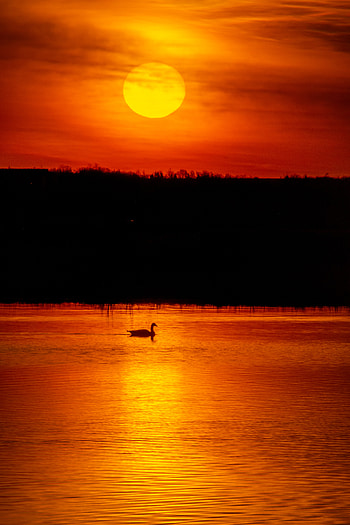 Nature, Water, Sunset, Sun, Swan HD phone wallpaper