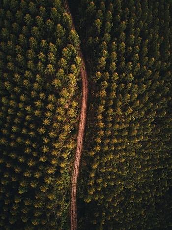 Nature, Trees, View From Above, Top, Road, Forest, Tops HD phone wallpaper