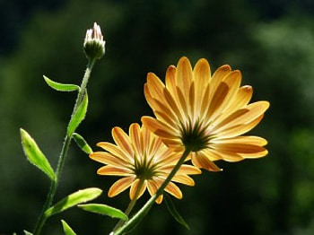 Dwarfs view, flowers, yellow HD wallpaper