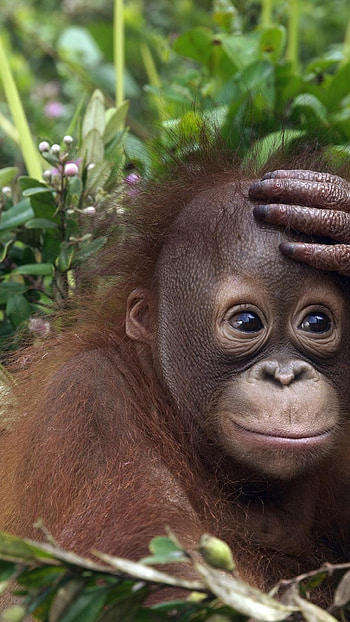 Orangutan, , Top backgrounds, Mobile beauty HD phone wallpaper