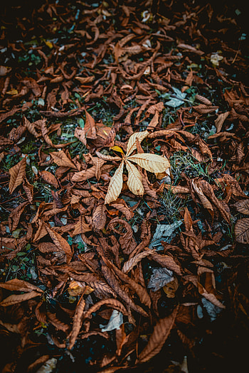 Nature, Grass, Autumn, Foliage, Dry, Fallen HD phone wallpaper