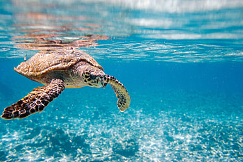 Hawksbill rum, Sea turtle project, Spirits business, Sea turtle HD wallpaper