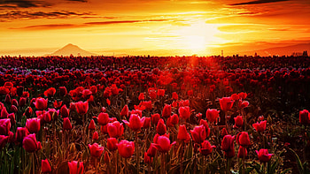 Tulips in field, the Netherlands, blossoms, landscape, colors, clouds, flowers, sky, spring, sunset HD wallpaper