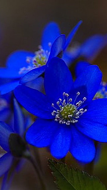 Beautiful Flowers, Flowers HD phone wallpaper