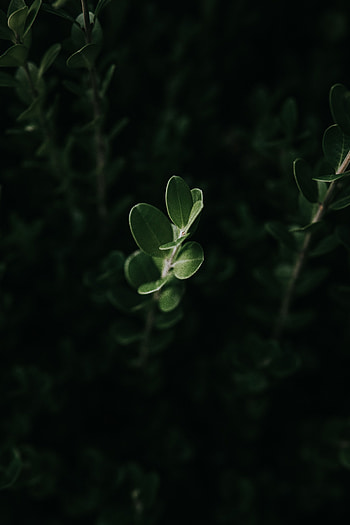 Leaves, Plant, Macro, Dark HD phone wallpaper