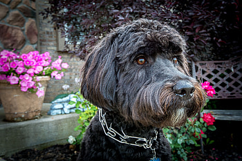 Animals, Flowers, Dog, Muzzle, Collar HD wallpaper