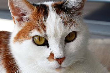 Animals, Cat, Muzzle, Spotty, Spotted HD wallpaper