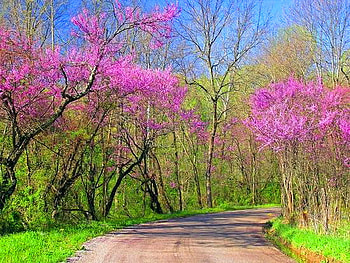 The newness of spring, pink, green, trees, grass, blooms, spring, walk HD wallpaper
