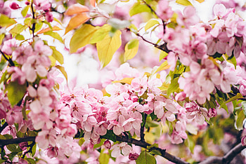 Flowers, Pink, Branches, Bloom, Flowering, Spring HD wallpaper