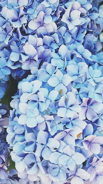 Blue Aesthetic, Blue Aesthetic Flowers HD phone wallpaper