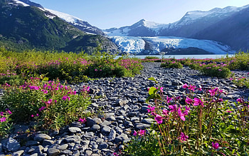 Portage Glacier outside Whittier, Alaska, wildflowers, landscape, mountains, ice, usa, stones HD wallpaper