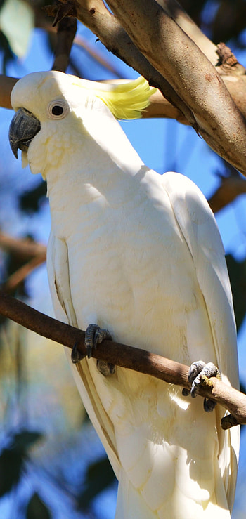 Cockatoo , Top background, Feathered friend HD phone wallpaper