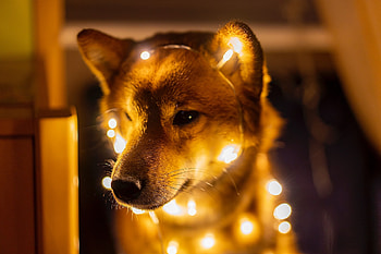 Lights, Shibas HD wallpaper