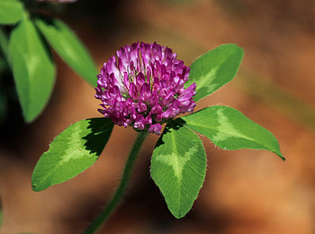Flowers, Flower, Plant, Petals, Clover HD wallpaper