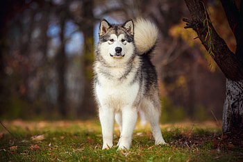 Alaskan Malamute steckbrief, Auf wunschtier, Alle details alaskan malamute, Dog breed profile HD wallpaper