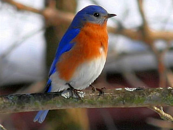 Colorful Bird, colorful, beautiful, bird HD wallpaper