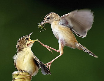 Force Feeding, birds, muther, green, baby, cute, feed HD wallpaper