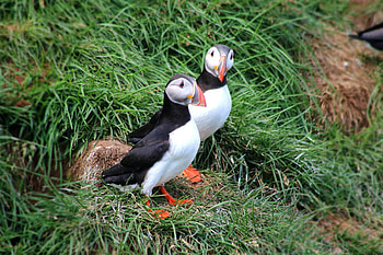 Puffins, bird pair, exotic birds HD wallpaper