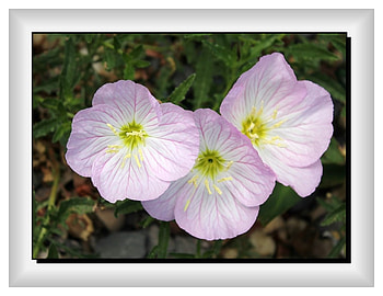 FRAMED FLOWERS, NATURE, FLOWERS, , FRAMED HD wallpaper