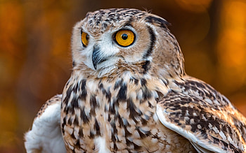 Owl, eyes, animal, bird HD wallpaper
