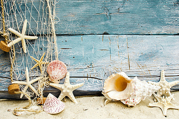 Starfish, Animals, Seashells, Top HD wallpaper