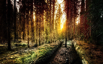 Nature, Sun, Shine, Light, Forest, Morning, California HD wallpaper