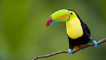 Toucan bird, Animal , Colorful plumage, High definition HD wallpaper
