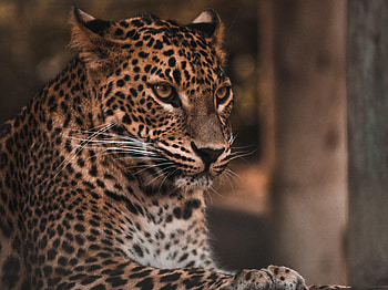 Animals, Leopard, Predator, Big Cat, Stains, Spots, Sight, Opinion HD wallpaper