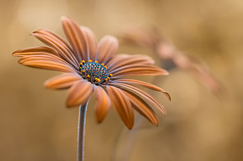 Summer glow, Flowers, Summer, Bokeh, Petals HD wallpaper