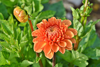 Orange Dahlia, flowers, bud, bloom HD wallpaper
