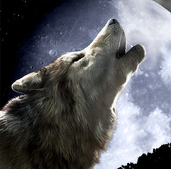 Howl, full-moon, wolf, fur, artwork, 3d, moon, abstract, cg, ears HD wallpaper