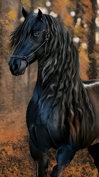 Black Horse, nature, animal, brown HD phone wallpaper