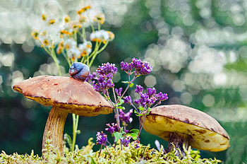 Snail, bokeh, pink, flower, mushroom HD wallpaper