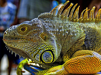 Animals, Varans HD wallpaper
