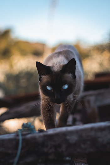 Animals, Cat, Pet, Sight, Opinion, Animal, Siamese HD phone wallpaper