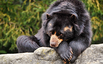 Animals, To Lie Down, Lie, Bear, Sadness, Loneliness, Sorrow, Waiting, Expectation HD wallpaper