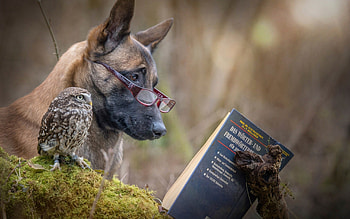 Friends, dog, animal, bird, cute, pasare, owl, german shepherd, book, glasses, caine HD wallpaper