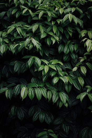 Leaves, Plant, Dark, Brilliant HD phone wallpaper