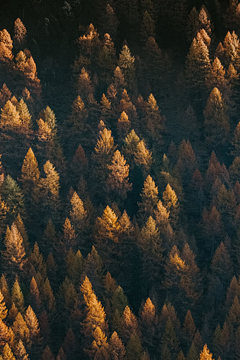 Nature, Trees, View From Above, Top, Coniferous, Forest, Tops HD phone wallpaper
