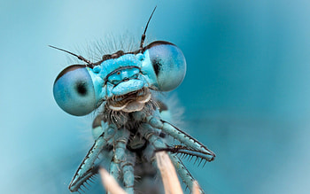 Dragonfly eyes, Dragonflies HD wallpaper