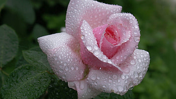 Drops, Macro, Rose Flower, Rose, Petals, Dew HD wallpaper