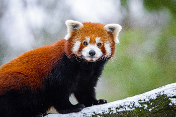 Red Panda , red-panda, panda, animals, tree, cute, branch, graphy, snow, winter HD wallpaper