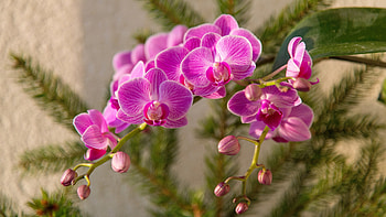 Pink orchid, beautiful, orchid, pink, flower HD wallpaper