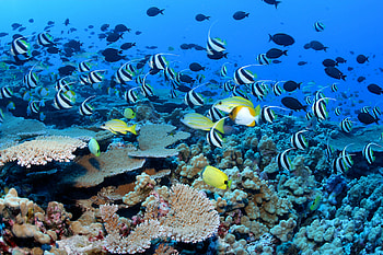 Animated coral reef, Top backgrounds, Nature, Underwater HD wallpaper