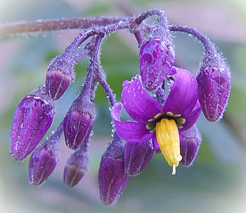 Flowers, purple, pink, yellow, flower HD wallpaper
