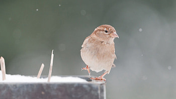 Animals, Snow, Bird, Sparrow, Blur, Smooth HD wallpaper