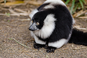 Animals, Lemur, Astonishment, Surprise, Lemur Cook, Lemur Vari HD wallpaper