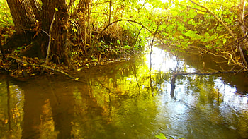 Summer stream, river, majestic, beautiful, nice, summer, green, , forest, stream HD wallpaper