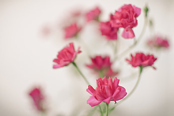 ❀, pink, nature, flowers, beauty HD wallpaper