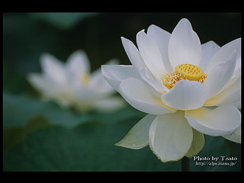 madurai malli, little lilly, lilly the gilly HD wallpaper